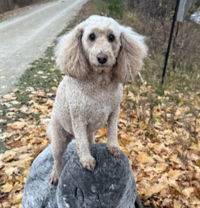 Willow is the Fuzz Tester and Mascot of Bent Vector Studios
